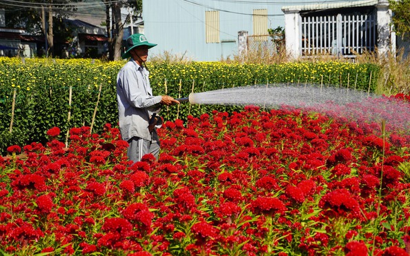 NGHỀ TRỒNG HOA | Tin tuc CẬP NHẬT , nghe trong hoa | Báo Người lao động
