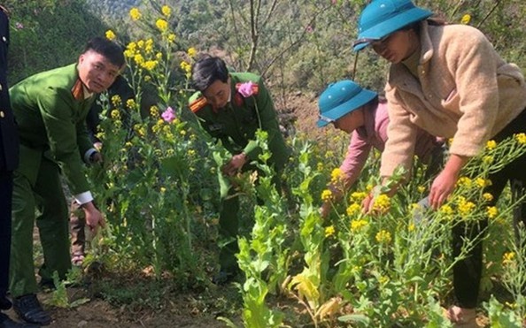 Kiểm tra vườn rau, phát hiện tỷ lệ kèo góc nhà cái phụ nữ trồng hơn 150 cây thuốc phiện