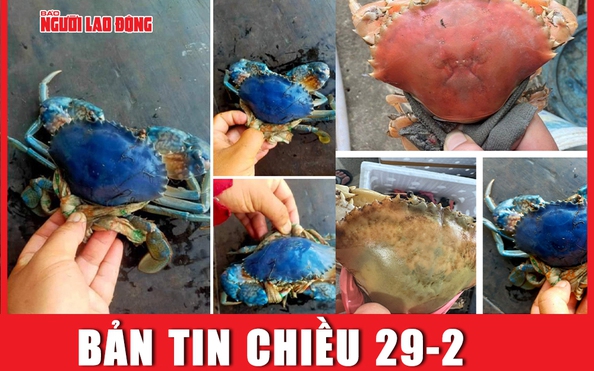Bản tin chiều 29-2: tỷ lệ kèo nhà cái malaysia biển Cà Mau có nhiều màu sắc lạ: Khả năng do đột biến gen