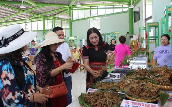 Quảng tỷ lệ bóng đá kèo nhà cái ra mắt sàn thương mại điện tử về sâm Ngọc Linh và dược liệu