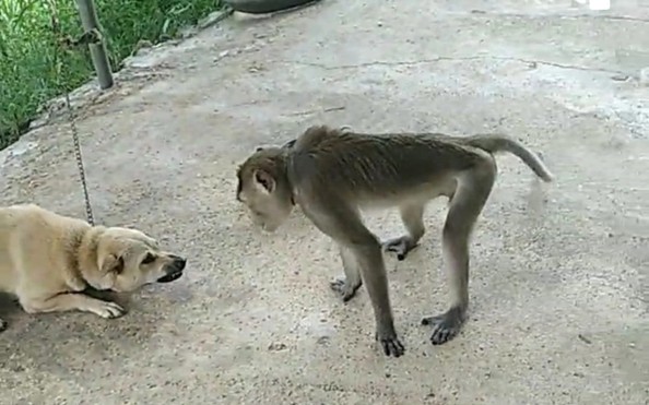 Khỉ lớn bất ngờ xuất hiện trong khu dân cư, cắn 1 tỷ lệ cá cược kèo nhà cái bị thương