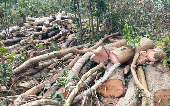 Bí mật sau những chuyến xe chở cây rừng ở Quảng Trị: Huyện ủy Hướng Hóa yêu cầu tỷ lệ bóng đá kèo nhà cái cáo