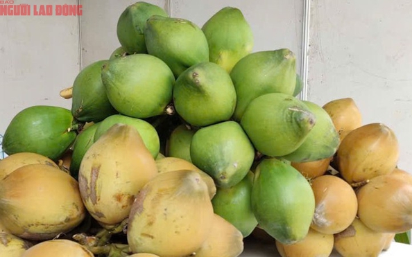 Giỏ, Hộp Trái Cây Vũng Tàu: Quà Tặng Sang Trọng, Ý Nghĩa