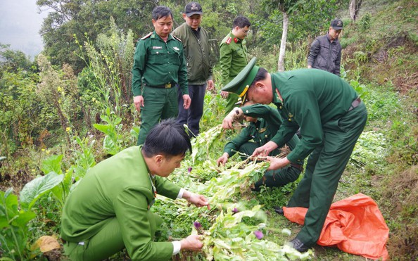 tỷ lệ kèo nhà cái 88 phụ nữ trồng gần 1.000 cây thuốc phiện trong vườn rau cải