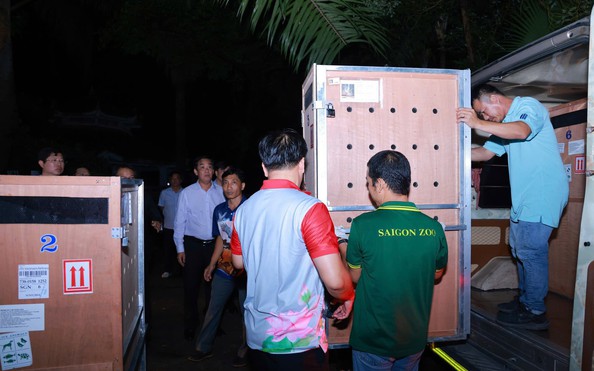 Sếu đầu đỏ từ Thái Lan "nhập cảnh" Thảo Cầm Viên Sài Gòn