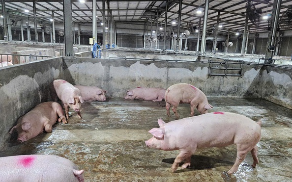 Giá tỷ lệ bóng đá kèo nhà cái hôm nay 23-4: miền Bắc giảm, khu vực miền Nam tiếp tục tăng
