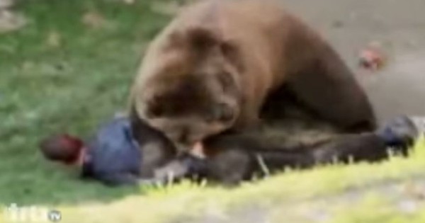 Không thể nối lại tay cho bé trai bị gấu cắn