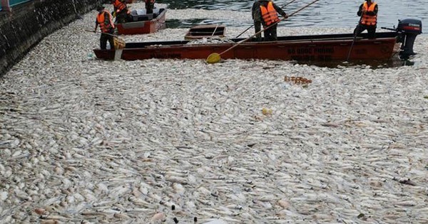 Công bố 4 nguyên nhân cá chết hàng loạt tại các hồ ở Hà Nội