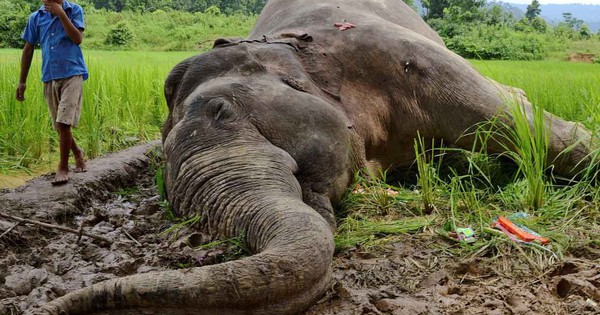 Hàng loạt động vật bên bờ tuyệt chủng