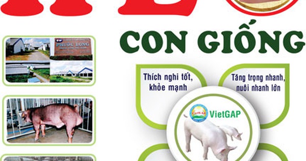 Con giống tốt, thịt heo chất lượng