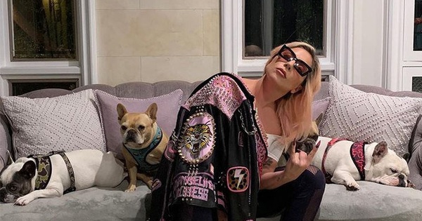 Chó cưng an toàn sau khi Lady Gaga treo thưởng “khủng” Chó cưng an toàn sau khi Lady Gaga treo thưởng “khủng”