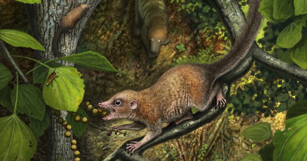 Phát hiện tổ tiên 65,9 triệu tuổi của chúng ta, giống… chuột
