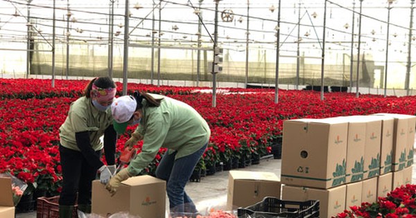 Vườn hoa Dalat Hasfarm Xã Đàn: Điểm đến lý tưởng cho người yêu hoa ở Hà Nội