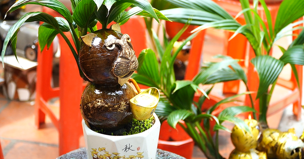 VIDEO: Tạo hình hổ từ bonsai dừa tiền triệu vẫn hút khách chơi Tết