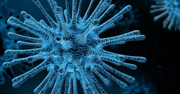 Một virus khỉ khác "đang sẵn sàng lây sang người"