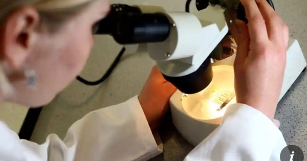 Lần đầu tiên phát hiện virus lai lẩn tránh hệ thống miễn dịch