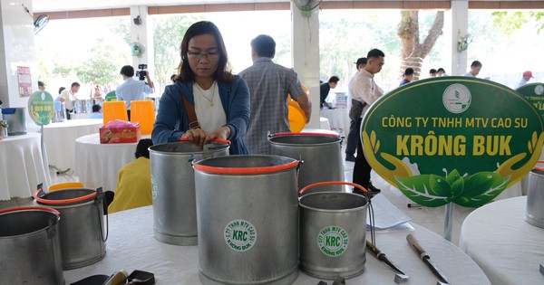 Khai mạc Hội thi Bàn tay vàng thu hoạch mủ cao su