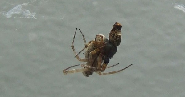 Thrilling story about female spiders “eating” male spiders right after sex