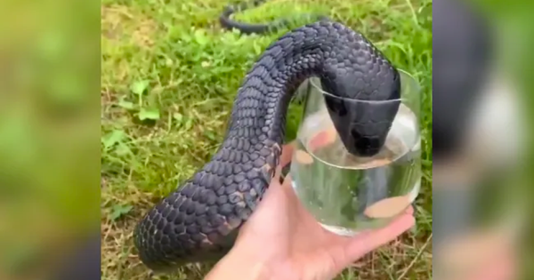 Shivering at the sight of a cobra drinking water from a glass