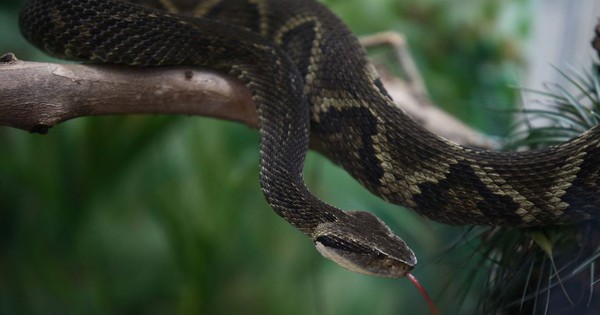 Disabling the venom of extremely poisonous snakes thanks to an unexpected compound