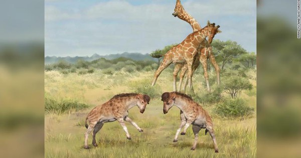 The ancestors of giraffes were once fierce “short-necked pixies”?
