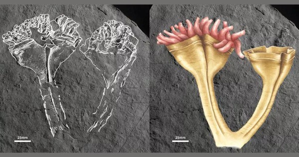 thumbnail - Động vật ăn thịt cổ xưa nhất hiện hình nguyên vẹn sau 560 triệu năm