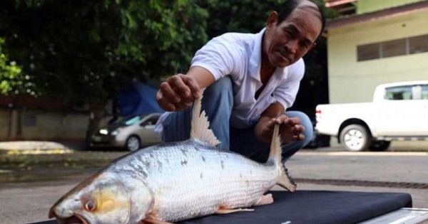 Campuchia phát hiện loài cá chép khổng lồ tưởng đã tuyệt chủng