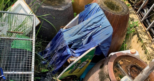 TP HCM: Hơn 2.500 người mắc sốt xuất huyết mỗi ngày