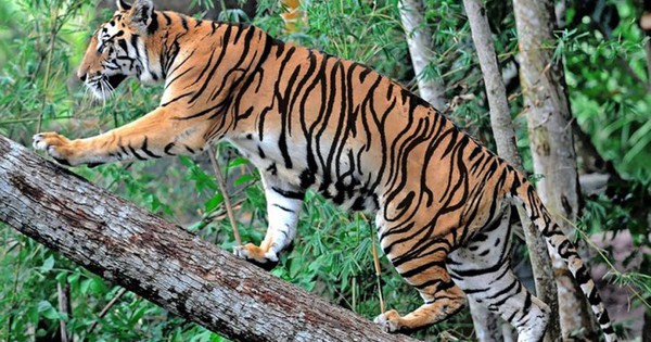 Indochinese tigers at Phong Nha-Ke Bang National Park