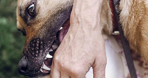 40 người tử vong, Bộ Y tế cảnh báo nguy cơ bệnh dại bùng phát