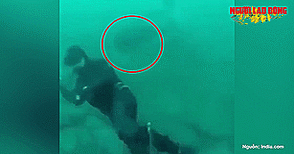 Diver was almost eaten by a giant shark