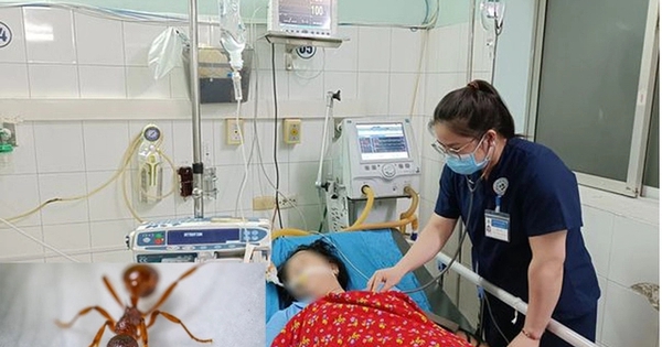 Người phụ nữ trụy tim mạch sau khi bị kiến đốt