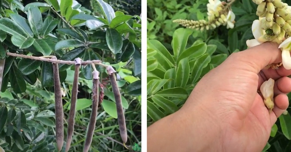 Cát sâm - cây triển vọng làm giàu