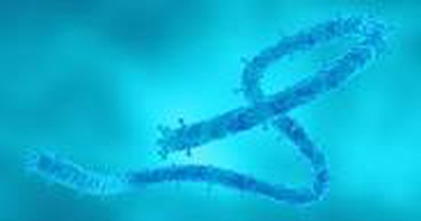 Bệnh viện Chợ Rẫy cảnh báo mức độ nguy hiểm của  virus Marburg