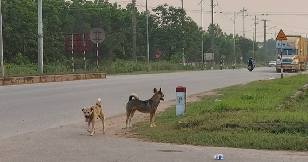 Đang đi tiêm vắc-xin phòng bệnh dại, nữ  bác sĩ thú y bị chó dại tấn công