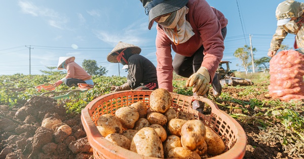 Orion phát triển vùng nguyên liệu khoai tây tại Việt Nam