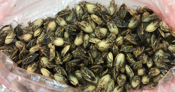 CLIP: Ăn món "đặc sản" bọ xít, 5 người nhập viện, 2 người nguy kịch