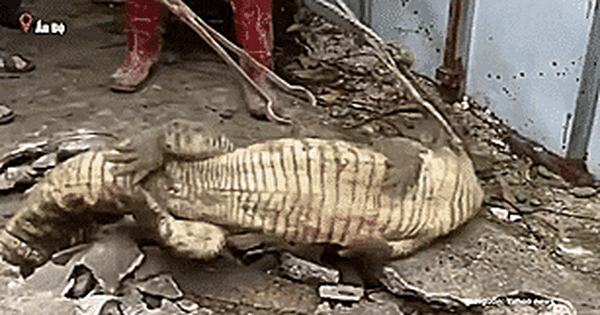 3 giant crocodiles suddenly came out of the pavement
