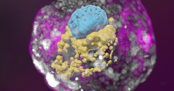 Mô hình phôi người đầu tiên ra đời theo cách đặc biệt