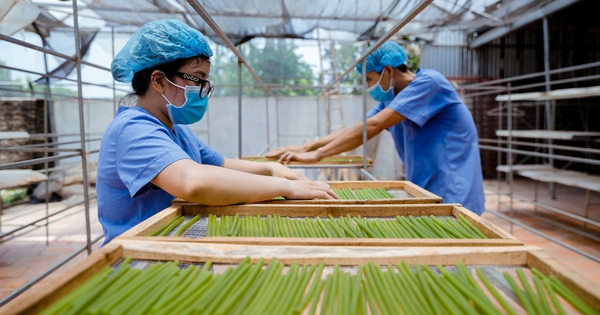 Chuyển đổi xanh là cơ hội, nhu cầu: Đầu tư bài bản sẽ hái trái ngọt