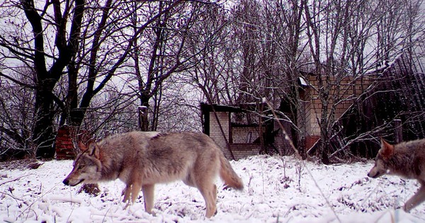 Tiết lộ về khả năng bất ngờ của sói Chernobyl