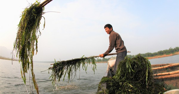 Bí ẩn rừng rong