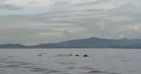 VIDEO: Đã mắt với đàn cá voi “nhảy múa” giữa biển Hòn Cau