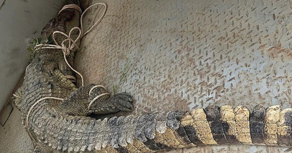 Bắt được cá sấu 80 kg tấn công người trên sông Chò ở Khánh Hòa