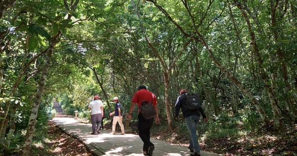 Gìn giữ quần thể cây di sản ở Cồn Cỏ