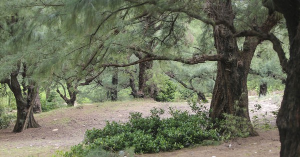 Phục hồi, phát triển rừng phi lao ven biển