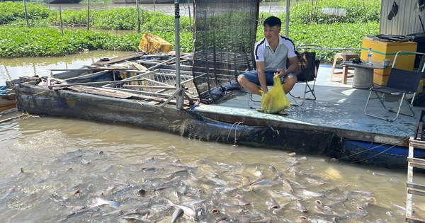 QUAN SÁT: "Cưu mang" đàn cá tự nhiên