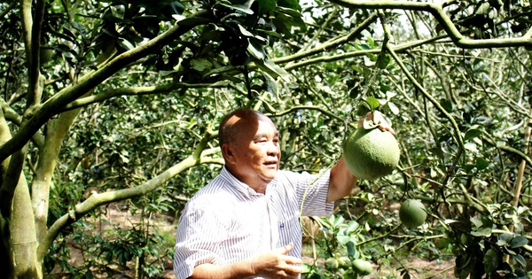 Số hóa canh tác hữu cơ bưởi da xanh