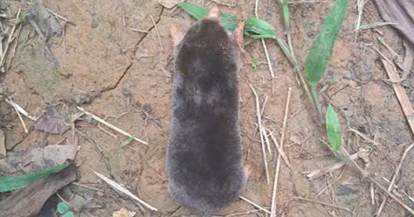 Phát hiện loài động vật chưa từng ghi nhận trên thế giới tại một khu rừng ở Thanh Hóa