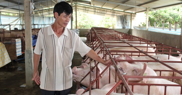 Giá heo hơi hôm nay, 10-11: Bất ngờ với giá heo hơi miền Nam